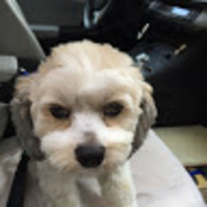 Meet your Posher, Gail